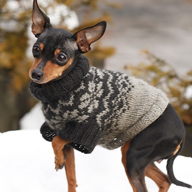 dog sweater knitting patterns
