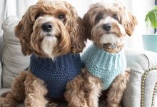 dog sweater crochet patterns